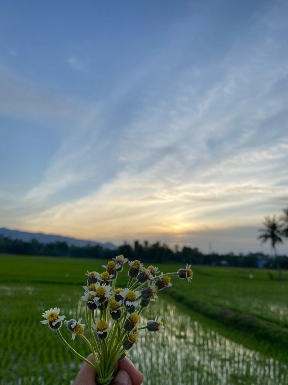 Persawahan Gampong Cot Lampoh Soh